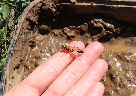 Welcoming Mud Dauber Wasps into the Garden | The World's Best Gardening ...