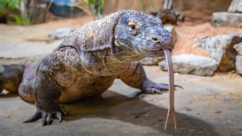 New Komodo Dragon Exhibit Coming to Nashville Zoo - Sumner County Source