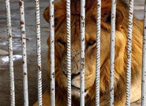 Short of Animals, Gaza Zoo Fights to Survive