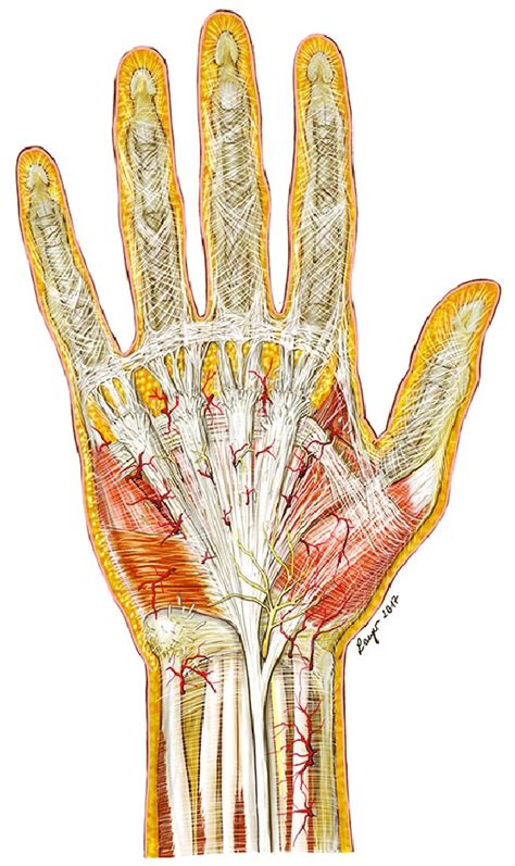 1 Palmar surface of the hand showing the palmar aponeurosis and the ...