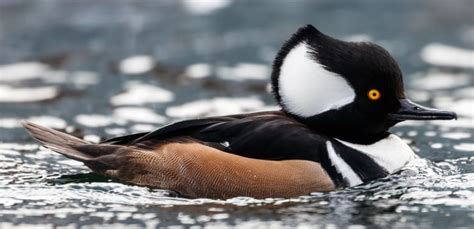 Hey, birders, it's prime time to find merganser ducks on the Bow | CBC News