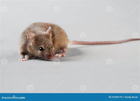 Laboratory mouse stock image. Image of looking, head - 21434179