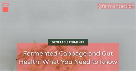 Fermented Cabbage and Gut Health: What You Need to Know - Fermentaction