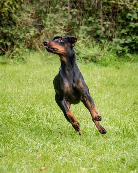 Gallery of Paws Training ⋆ Paws Training pet service based West Yorkshire