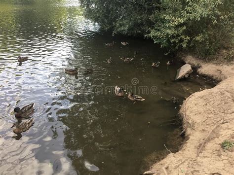 Black Duck Taking in the River Stock Image - Image of germany, water ...