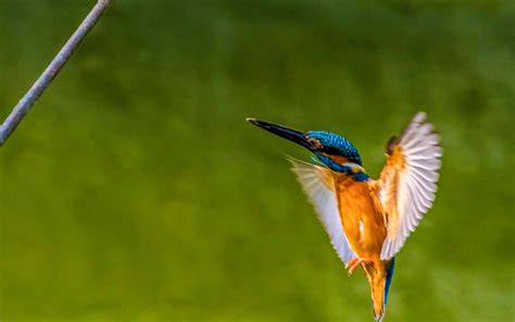 Wallpaper Kingfisher, flight, wings, green background 2880x1800 Picture, Image