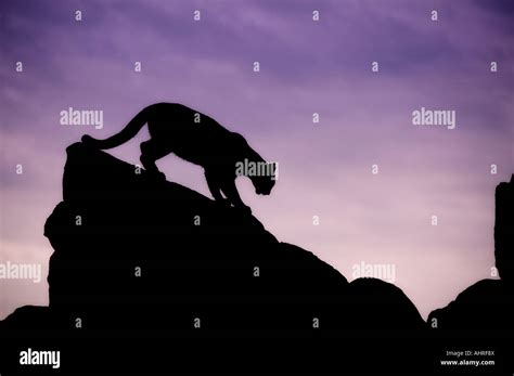 Mountain lion silhouette hi-res stock photography and images - Alamy