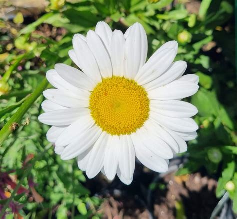 Leucanthemum 'Shasta Daisy' - Hello Hello Plants