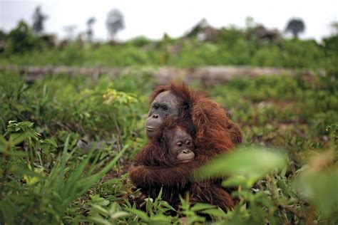 Deforestation Animals