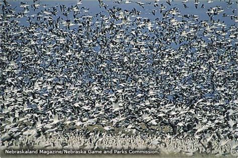 Sandhill cranes spring migration along the Platte River | Nebraska sandhills, Nebraska, The ...