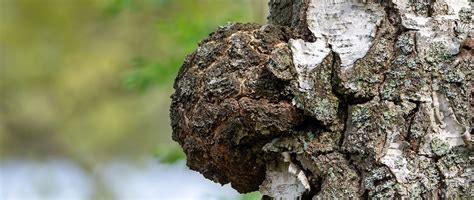 Chaga Mushroom Identification: What Tree Does Chaga Grow On? - Natures Rise