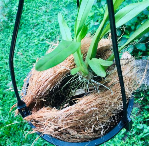 Pure Organic Coconut Husk Fiber Unprocessed For | Etsy