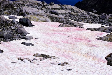 Bizarre "pink snow" in the Alps is actually a bad omen for Earth ...