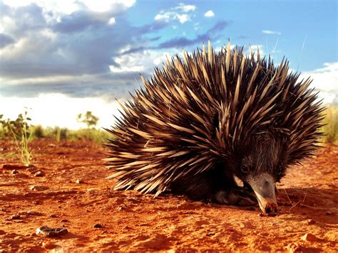 Short-beaked Echidna (Tachyglossus aculeatus) Photo taken on Autumnvale Station S.W Qld. Animal ...