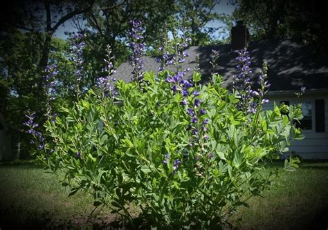 Baptisias: Plant Care and Collection of Varieties - Garden.org