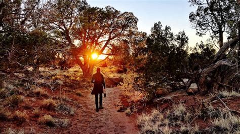 Noise pollution may prevent forest growth: Study - ABC News