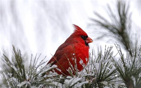 HD wallpaper: Cardinal Bird, red bird | Wallpaper Flare