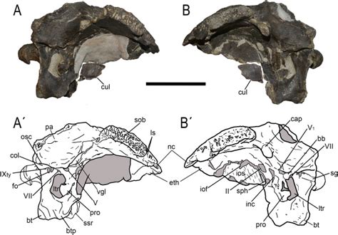 New Abelisaurid from Argentina - Fossil News - The Fossil Forum