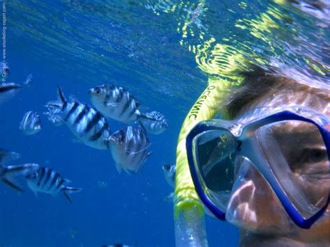 Snorkeling Fiji | A Guide to the Best Spots | Snorkeling Report