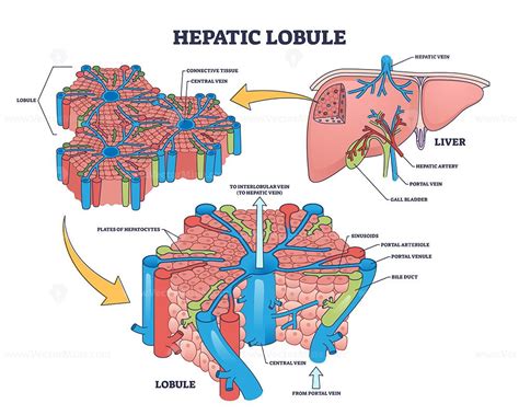 Hepatic lobule anatomy with anatomic liver unit structure outline ...