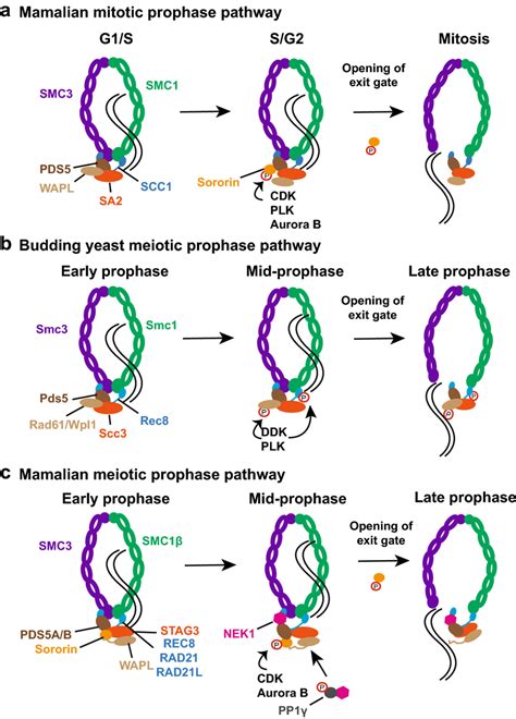 Cohesin composition and prophase pathway for cleavage-independent ...