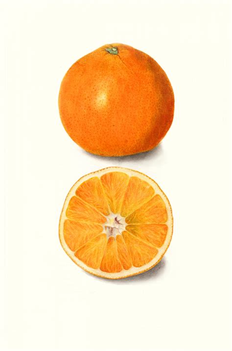 Orange Fruit Fruit Vintage Free Stock Photo - Public Domain Pictures