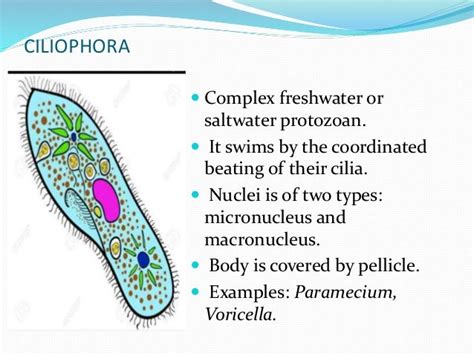 General characteristics of protozoa