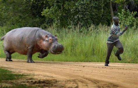 How Big Are Different Animals Compared To Us, Humans? (15 Photos) | Hippopotamus, Deadly animals ...