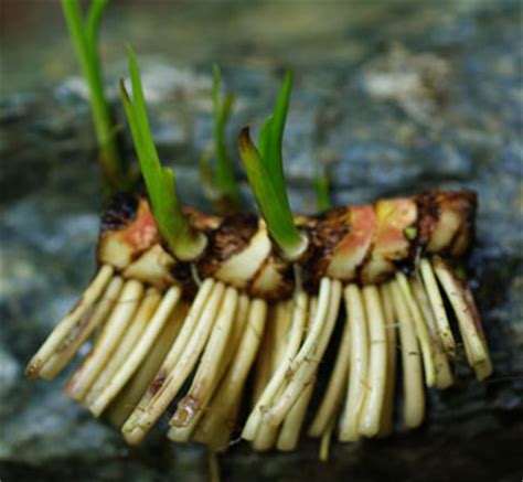 Calamus (Acorus calamus var americanus) Potted Plant, organic | Strictly Medicinal Seeds