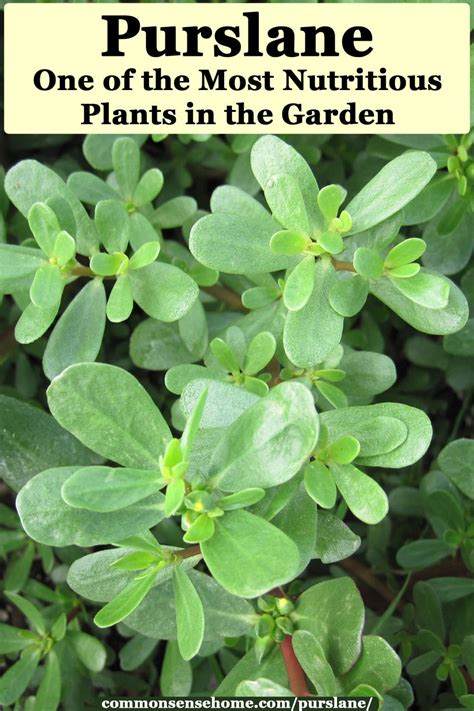 Common Purslane AKA Portulaca (Portulaca Oleracea) Benefits, 45% OFF