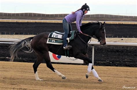 Century Mile Tests the Track with Thoroughbreds