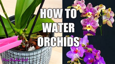 Indoor Orchid Care For Beginners - How To Grow Phalaenopsis Moth Orchids