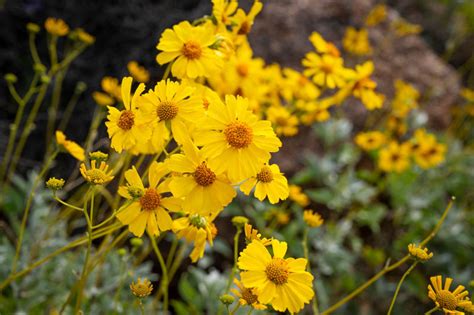 Encelia farinosa (Brittlebush)