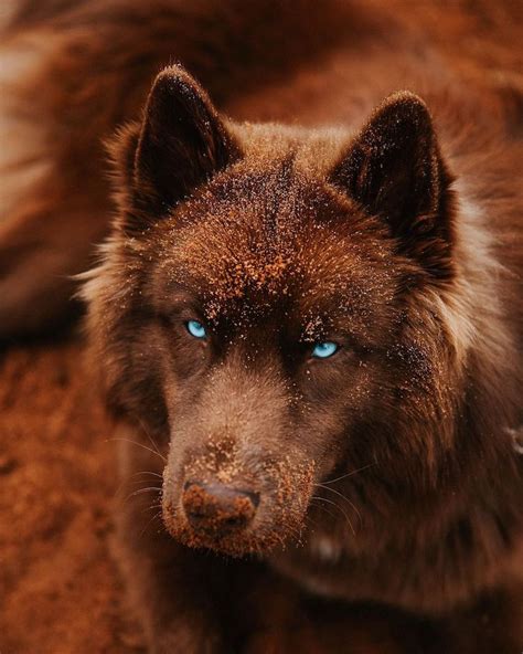 This Brown Siberian Husky Is One of the Most Beautiful Dogs on Instagram