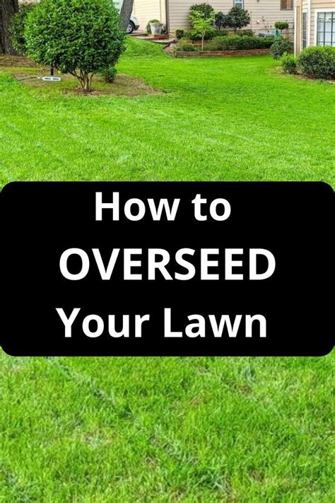 How to Overseed or Reseed Your Lawn | Overseeding lawn, Reseeding lawn, Planting grass