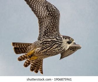 Falcon Wingspan Images, Stock Photos & Vectors | Shutterstock