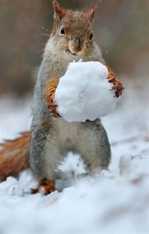 Funny Animals In Snow Pictures - Juliah Daros