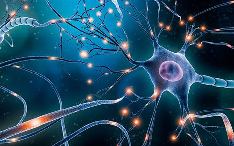 The Differences Between Neurotransmitters and Hormones