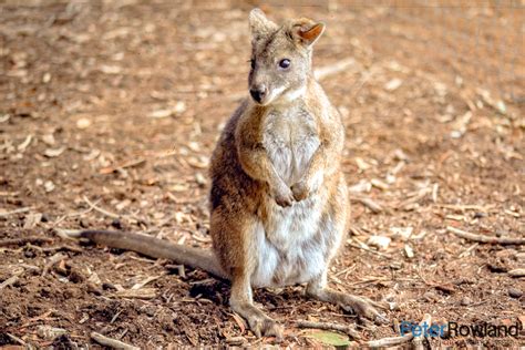 Parma Wallaby - Peter Rowland Photographer & Writer