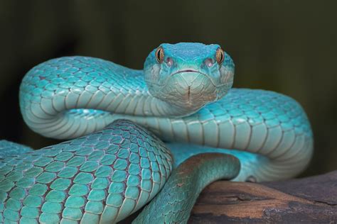 Trimeresurus Insularis (Blue) by Aditya Permana / 500px