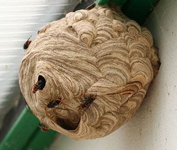 Asian Giant Hornet Nest