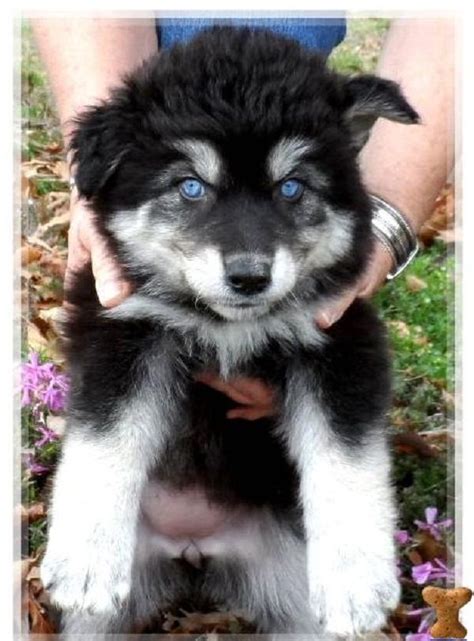 Alaskan Malamute Wolf Black Husky - Pets Lovers