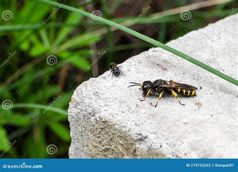 Earthen Wasp, Large and Small Wasps, First Summer Wasp, , Dangerous ...