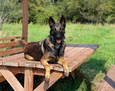 Is the Belgian Malinois German Shepherd Mix the Dog For You? - K9 Web