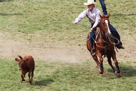 calf-roper-1 – Shanna Hatfield