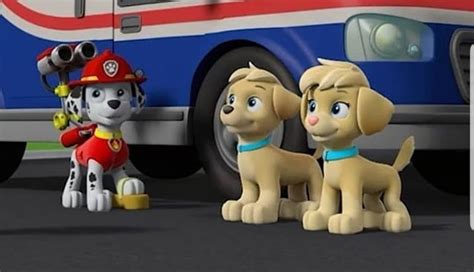 Paw Patrol Mighty Pups Twins Names - Pets Lovers