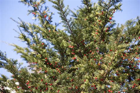 Growing the Japanese Yew in the Home Garden