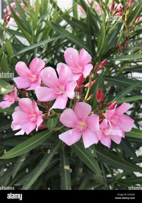 Bunch of Nerium Oleander aka Pink Arali flower in my neighbourhood ...