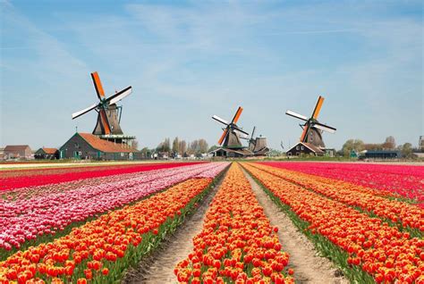 8 Best Places To See Tulips in the Netherlands – Amsterdam Trip Ideas | Viator.com - Viator