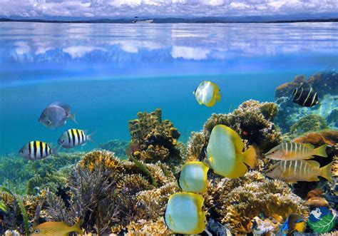 Cahuita Coral Reef Snorkeling in Cahuita, Costa Rica